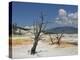 Canary Spring, Top Main Terrace, Mammoth Hot Springs, Yellowstone National Park, Wyoming, USA-Neale Clarke-Premier Image Canvas