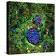 Cancer Cells, Light Micrograph-Science Photo Library-Premier Image Canvas