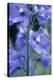 Candle Larkspur (Delphinium Elatum)-Maxine Adcock-Premier Image Canvas