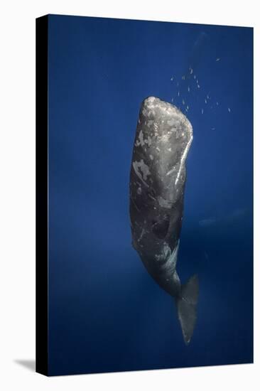 Candle Sperm Whale-Barathieu Gabriel-Premier Image Canvas