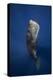 Candle Sperm Whale-Barathieu Gabriel-Premier Image Canvas