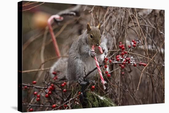 Candy And Squirrel-Andre Villeneuve-Stretched Canvas