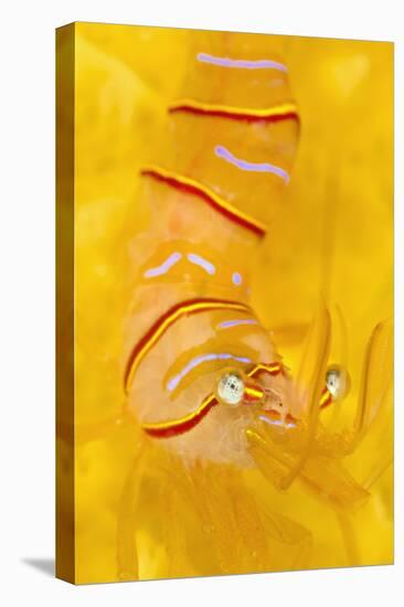 Candy Stripe Shrimp (Lebbeus Grandimanus) On A Yellow Sponge-Alex Mustard-Premier Image Canvas