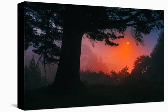 Candy Sunrise and Mist,  Through the Trees, Oakland California-Vincent James-Premier Image Canvas