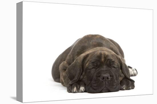 Cane Corso (Italian Guard Dog) Lying-null-Premier Image Canvas