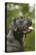 Cane Corso, Italian Mastiff Side View of Head-null-Premier Image Canvas