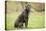 Cane Corso, Italian Mastiff-null-Premier Image Canvas