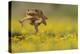 Cane Toad - Marine Toad - Giant Toad (Bufo Marinus) Adult Jumping-Rolf Nussbaumer-Premier Image Canvas