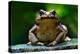 Cane Toad, Rhinella Marina, Big Frog from Costa Rica. Face Portrait of Large Amphibian in the Natur-Ondrej Prosicky-Premier Image Canvas