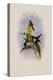 Canivet's Emerald, Chlorostilbon Caniveti-John Gould-Premier Image Canvas