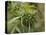 Cannabis (Cannabis Sativa) Bud Grown Locally by Villagers for Recreational Use, Pokhara, Nepal, Asi-Mark Chivers-Premier Image Canvas