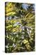 Cannabis Flower-Alan Sirulnikoff-Premier Image Canvas