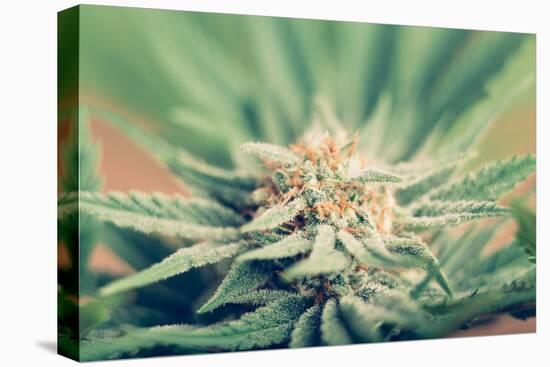 Cannabis Flowering-JanMika-Premier Image Canvas