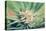 Cannabis Flowering-JanMika-Premier Image Canvas