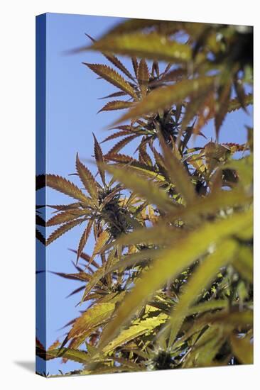 Cannabis Leaves-Alan Sirulnikoff-Premier Image Canvas