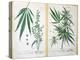 Cannabis Mas and Cannabis Foemina, from 'Herbarium Blackwellianum', 1757-Elizabeth Blackwell-Premier Image Canvas