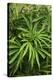 Cannabis Plant (Cannabis Sativa)-Adrian Thomas-Premier Image Canvas