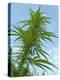 Cannabis Plant, from Below, Blue Sky-Harald Kroiss-Premier Image Canvas