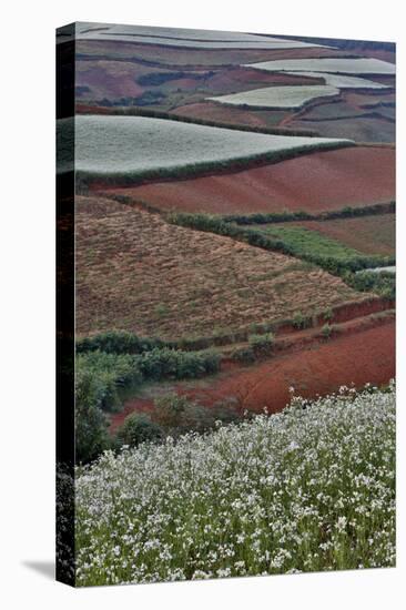 Canola and Corn Crop,Kunming Dongchuan Red Land, China-Darrell Gulin-Premier Image Canvas