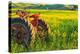 Canola Fields, town of Steptoe, Palouse Area, Washington State-Stuart Westmorland-Premier Image Canvas