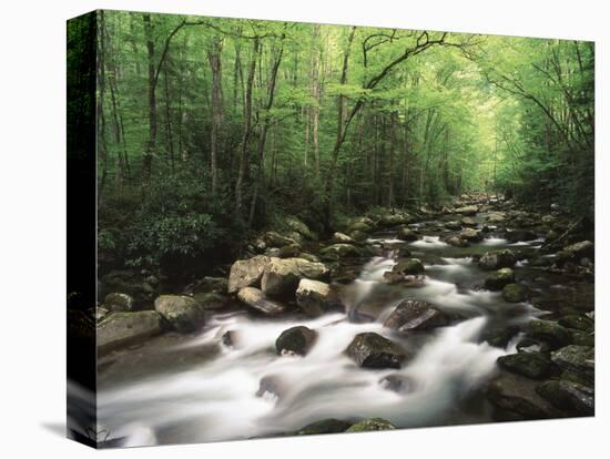 Canopy over Big Creek, Great Smoky Mountains National Park, North Carolina, USA-Adam Jones-Premier Image Canvas