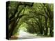 Canopy Road I-James McLoughlin-Premier Image Canvas