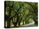 Canopy Road II-James McLoughlin-Premier Image Canvas