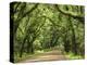 Canopy Road III-James McLoughlin-Premier Image Canvas