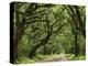 Canopy Road IV-James McLoughlin-Premier Image Canvas