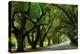 Canopy Road Panorama II-James McLoughlin-Premier Image Canvas