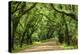 Canopy Road Panorama III-James McLoughlin-Premier Image Canvas