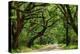 Canopy Road Panorama IV-James McLoughlin-Premier Image Canvas