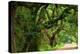 Canopy Road Panorama V-James McLoughlin-Premier Image Canvas