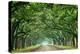 Canopy Road Panorama VI-James McLoughlin-Premier Image Canvas