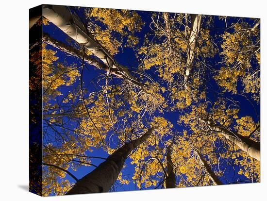 Canopy View-Art Wolfe-Premier Image Canvas