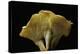 Cantharellus Cibarius (Chanterelle, Egg Mushroom)-Paul Starosta-Premier Image Canvas