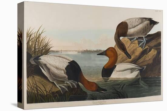 Canvas Backed Duck, 1836-John James Audubon-Premier Image Canvas