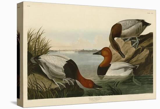 Canvas Backed Duck-John James Audubon-Stretched Canvas