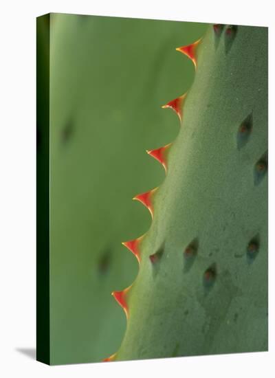 Cape Aloe spines-Tim Fitzharris-Stretched Canvas