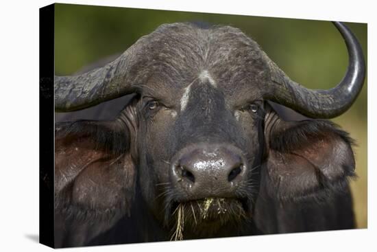 Cape Buffalo (African Buffalo) (Syncerus Caffer), Kruger National Park, South Africa, Africa-James-Premier Image Canvas