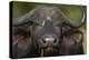 Cape Buffalo (African Buffalo) (Syncerus Caffer), Kruger National Park, South Africa, Africa-James-Premier Image Canvas