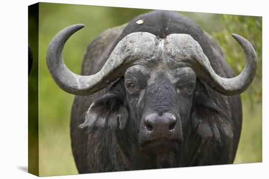 Cape Buffalo (African Buffalo) (Syncerus Caffer), Kruger National Park, South Africa, Africa-James-Premier Image Canvas