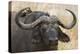 Cape Buffalo and Red Billed Ox-Scott Bennion-Stretched Canvas