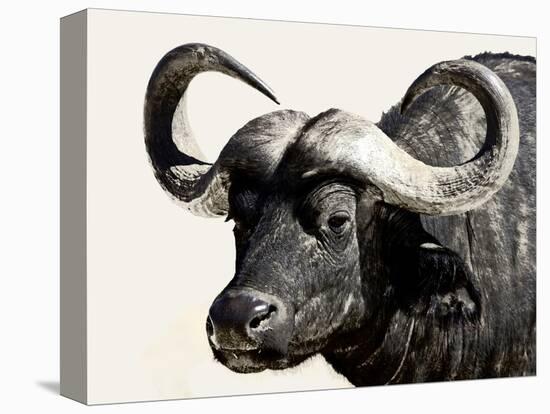 Cape Buffalo, Masai Mara National Reserve, Kenya, East Africa-James Hager-Premier Image Canvas