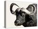 Cape Buffalo, Masai Mara National Reserve, Kenya, East Africa-James Hager-Premier Image Canvas