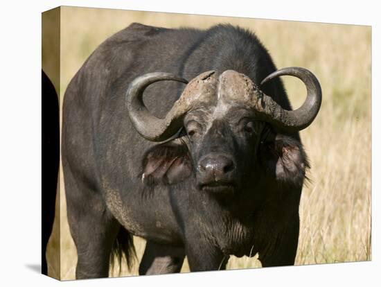 Cape Buffalo, Masai Mara National Reserve, Kenya-Sergio Pitamitz-Premier Image Canvas