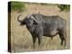 Cape Buffalo or African Buffalo with Yellow-Billed Oxpecker-James Hager-Premier Image Canvas