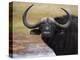 Cape Buffalo, Syncerus Caffer, Addo Elephant National Park, South Africa, Africa-Steve & Ann Toon-Premier Image Canvas