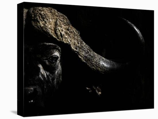 Cape Buffalo (Syncerus Caffer) in Darkness, Masai Mara, Kenya-Wim van den Heever-Premier Image Canvas