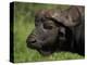 Cape Buffalo (Syncerus Caffer), Kruger National Park, South Africa, Africa-Ann & Steve Toon-Premier Image Canvas